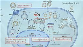 1209基因編輯治療B肝