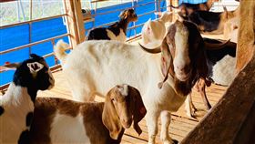 屏東羊驗出人畜共通布氏桿菌。（圖／屏東縣政府提供）