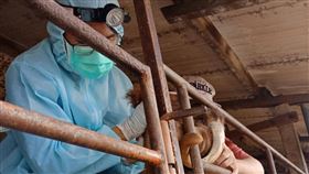 1209布氏桿菌 防檢局提供