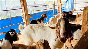 布氏桿菌,檢出,羊隻,撲殺