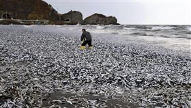 日本北海道函館市一處海灘12月7日出現大量沙丁魚等魚類被海浪拍打上岸（圖／美聯社／達志影像）