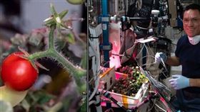 ▲美國太空人盧比歐在國際太空站採收的一顆番茄失蹤，讓他背上偷吃嫌疑。（圖／翻攝自推特）