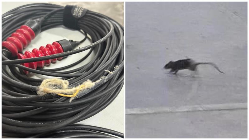 大巨蛋有米奇！咬斷線路　議員憂轉播出包