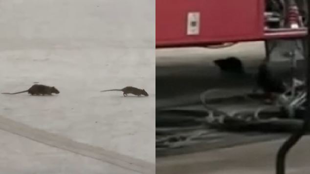 大巨蛋「鼠輩」橫行　線材遭啃一度沒訊號