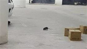 大巨蛋鼠患(翻攝自台北市議員顏若芳臉書)