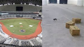 大巨蛋驚爆鼠患。（翻攝自李四川臉書、顏若芳臉書）