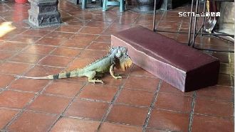 媽祖廟見綠鬣蜥停留30分鐘！廟方：來拜拜