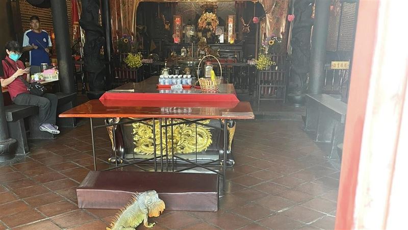 綠鬣蜥「跑路中」闖媽祖廟！網：來求饒命