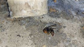 新北市萬里區民宅驚傳蜂螫意外，蘇翁昏迷送醫後撿回一命。（圖／翻攝畫面）