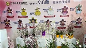 文心蘭育成品種演進為拓展文心蘭花卉產值，農業部農業試驗所自民國91年投入品種選育，迄今已育成12個品種，其中4個是切花、8個是盆花。中央社記者楊淑閔攝  112年12月11日