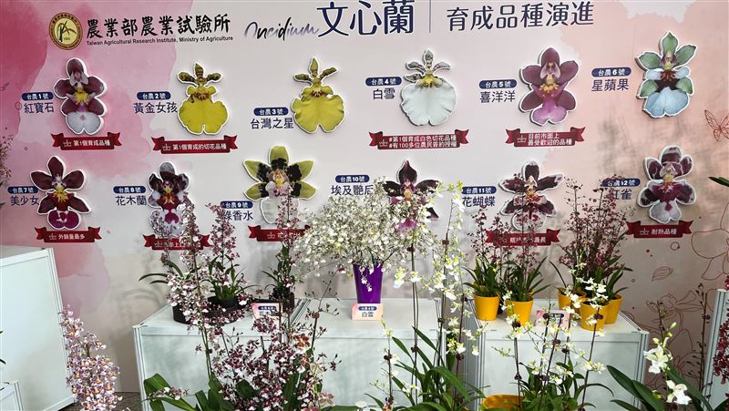 拓展文心蘭外銷商機　改1方式輸歐美測試