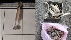 蛇皮,蛇,天花板(翻攝自 爆料公社)