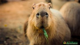 頑皮世界,水豚君。翻攝自臉書