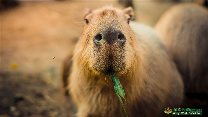 頑皮世界動物園再選大統領　水豚拚連任