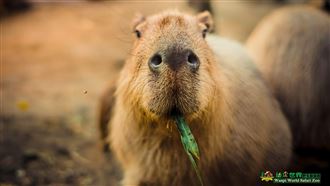 頑皮世界動物園再選大統領　水豚拚連任