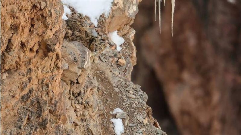 來看看「雪豹」在哪裡　3萬人找嘸狂哀號