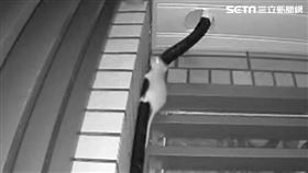 明倫社宅,鼠患。（圖／議員陳怡君提供）