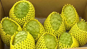 釋迦樹幹「白雪覆蓋」　果農：防曬傷