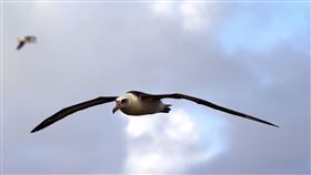 黑背信天翁。路透社