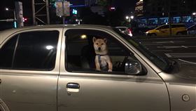 受困車內的寵物。（圖／北市府提供）