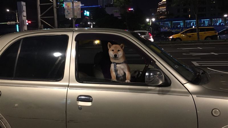 北市法鬥被飼主鎖車裡熱死　動保處將開罰