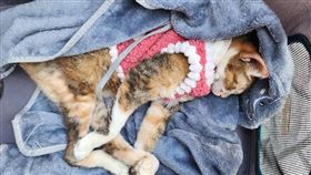 ▲主人抱癱瘓貓點平安燈，祈求神明保佑。（圖／ 嘉義市城隍廟提供）