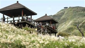 草嶺古道芒花季。（圖／翻攝自交通部觀光署官網）