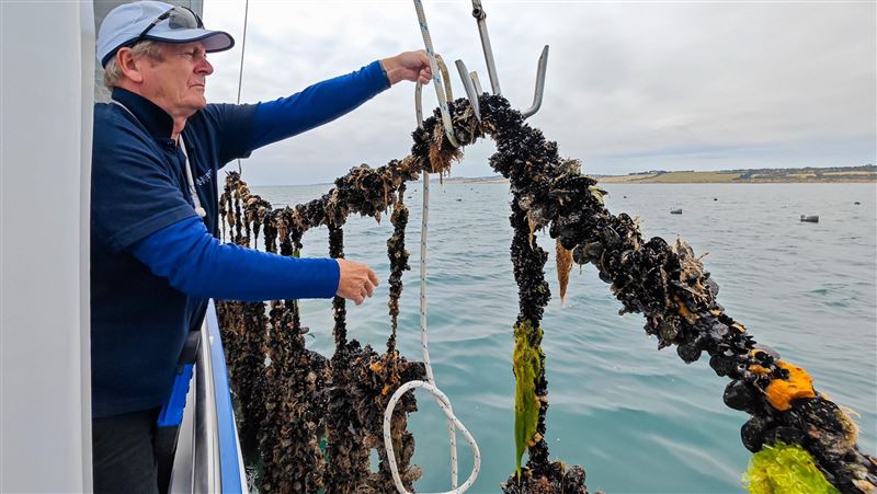 大海現撈淡菜吃到爽！老船長帶路旨味之旅