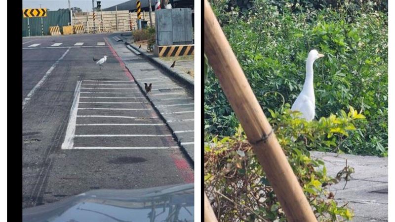 高雄街頭「1罕見動物逛大街」他一看驚呆