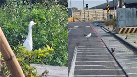 有網友在高雄街道上看見象鳥類的生物。（圖／翻攝PTT）