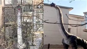 花44萬買「15公尺恐龍」放院子！鄰居嚇壞求搬走：好幾天沒睡好。（圖／翻攝自微博）