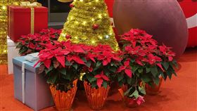 聖誕紅(新北市景觀處提供)