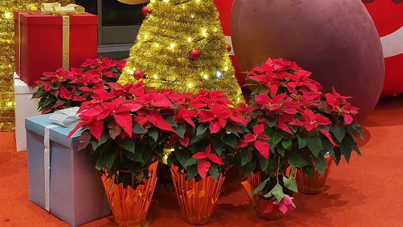 你家「聖誕紅」容易死？達人：水要這樣澆