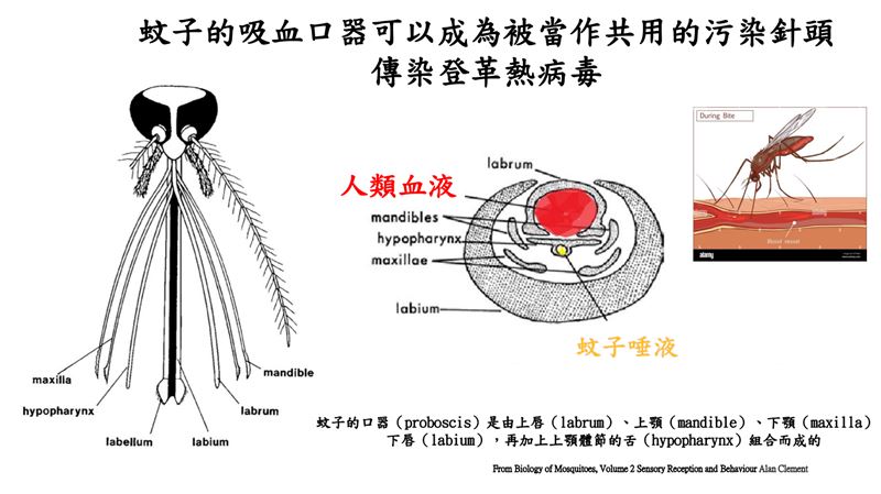 新發現！蚊子嘴像「共用針頭」叮兩口染病