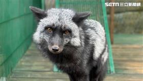 苗栗，罕見珍貴銀狐，遭棄養，獸醫師申請認養，九福有新家(圖／黃先生授權提供)