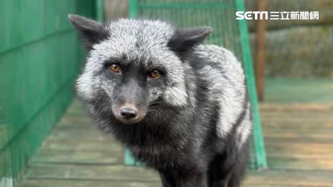 超罕見「銀狐」終結流浪命運！新家首曝光