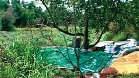 白木春殺人後把將死者屍體埋在一棵波羅蜜樹下