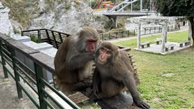 太魯閣國家公園天祥地區潑猴出沒，因民眾餵食野生獼猴情形不斷，導致猴群越來越大膽，甚至發生獼猴入侵遊客車輛翻找食物的情況，太魯閣國家公園管理處呼籲，遊客切勿餵食野生動物，如被查獲將依違反《國家公園法》裁罰，最高可處3000元罰緩。