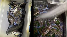 中國人木更津海岸撈捕螃蟹（圖／翻攝自小紅書）