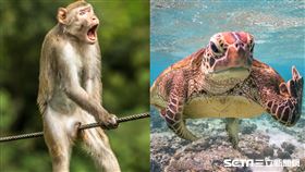 （麻煩其他稿件請勿使用，謝謝！！！）Comedy Wildlife Photography Awards 授權提供（麻煩其他稿件請勿使用，謝謝！！！）