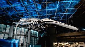 屏東海生館『巨鯨之路』啟航藍鯨骨骼標本展蘊含生命教育啟發（業配勿用）