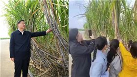 習近平摸甘蔗（圖／翻攝自人民日報、推特）