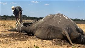 7日一名萬基國家公園的工作人員在察看大象屍體。（路透社）