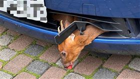 一名潘姓女子今天（19日）清晨從高雄開車欲前往花蓮，行經台東大武鄉太麻里段時，不慎撞上了一隻竄到路中山羌，潘女誤以為只是小石頭撞擊到底盤，沿路雖然有對向車閃大燈示警，但潘女不以為意，直到開了近百公里，停留在關山休息時，才發現一隻山羌竟卡在車頭水箱罩上，她當場嚇壞並開車到警局求助。