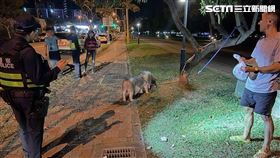 寵物豬被栓在公園樹旁遭狗群包圍，員警解圍。（圖／警方提供）