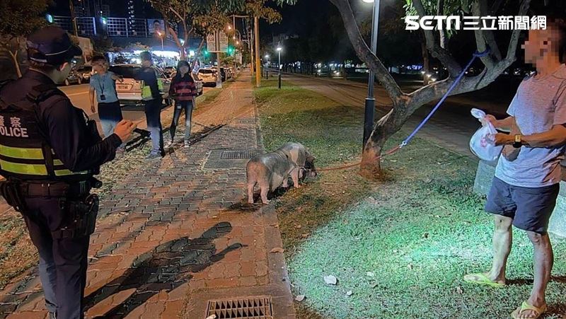 扯！主人跑去吃消夜　寵物豬遭狗群包圍