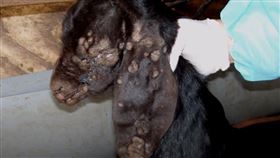 羊痘(農業部提供)