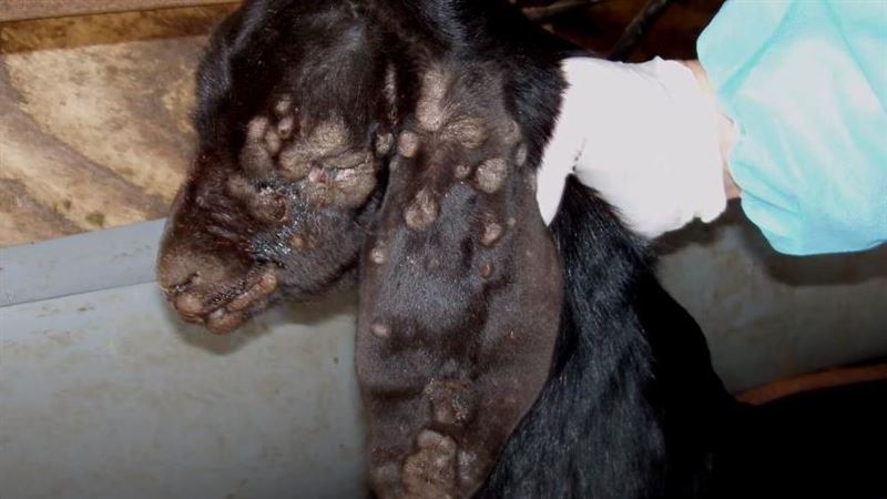 台灣正式撲滅羊痘　世界動物衛生組織證實