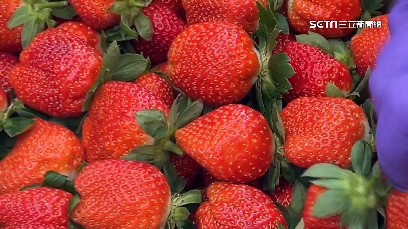 天冷揭草莓季序幕　預告2波盛產都在假期