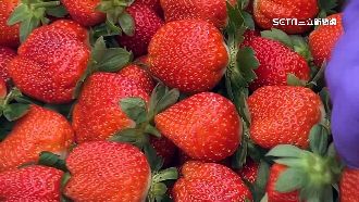 天冷揭草莓季序幕　預告2波盛產都在假期